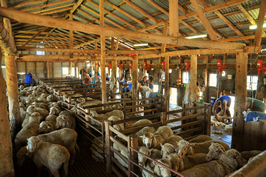 Steam Plains Shearing 022286 © Claire Parks Photography 